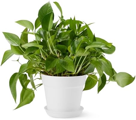 Amazon Basics Plant Pot with Saucer, Flower Pot with Drainage Holes, Lightweight PP, 8 Inch, 1-Pack