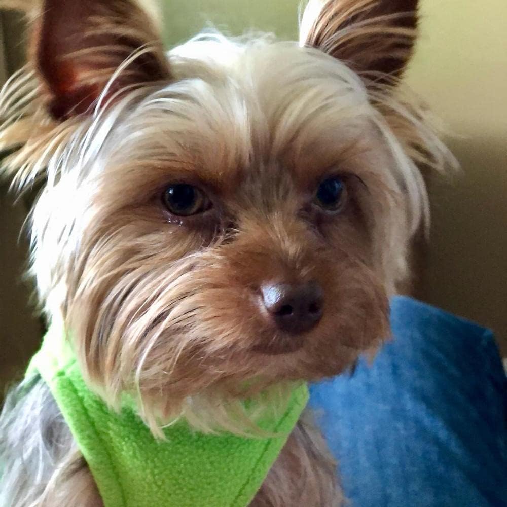 Gooby Stretch Fleece Vest Dog Sweater, Grass Green, Medium