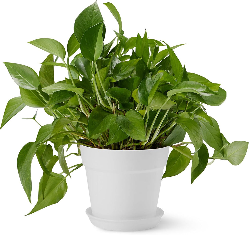 Amazon Basics Plant Pot with Saucer, Flower Pot with Drainage Holes, Lightweight PP, 8 Inch, 1-Pack