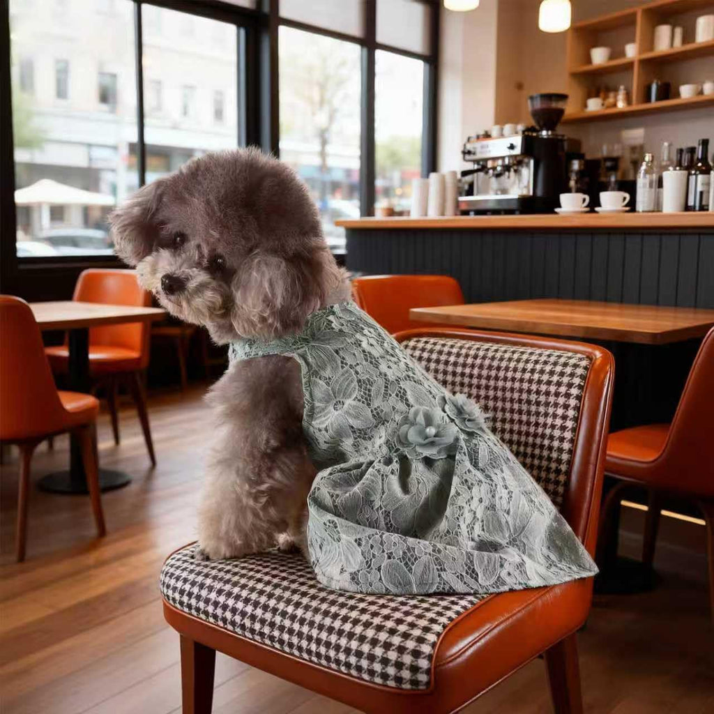 Fancy Cute Small Dog Dress for Girl - Elegant Lace Pet Dress with Floral Accents Puppy Apparel (Gray, M)