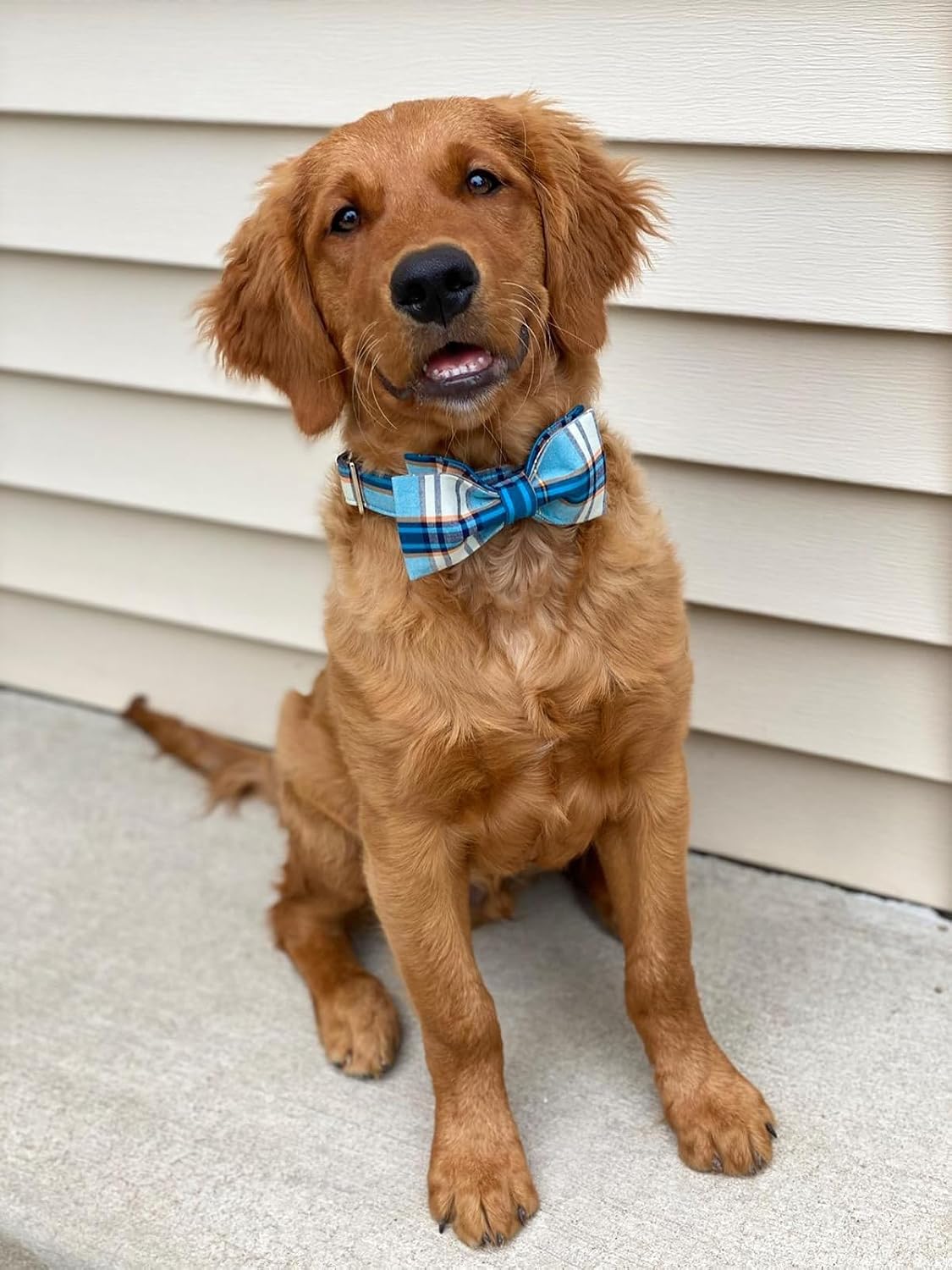 Lionet Paws Boy Dog Collar with Bowtie, Comfortable Adjustable Cute Blue Plaid Bow Tie Collar for Male Dogs Gift, XLarge, Neck 16-26 inches