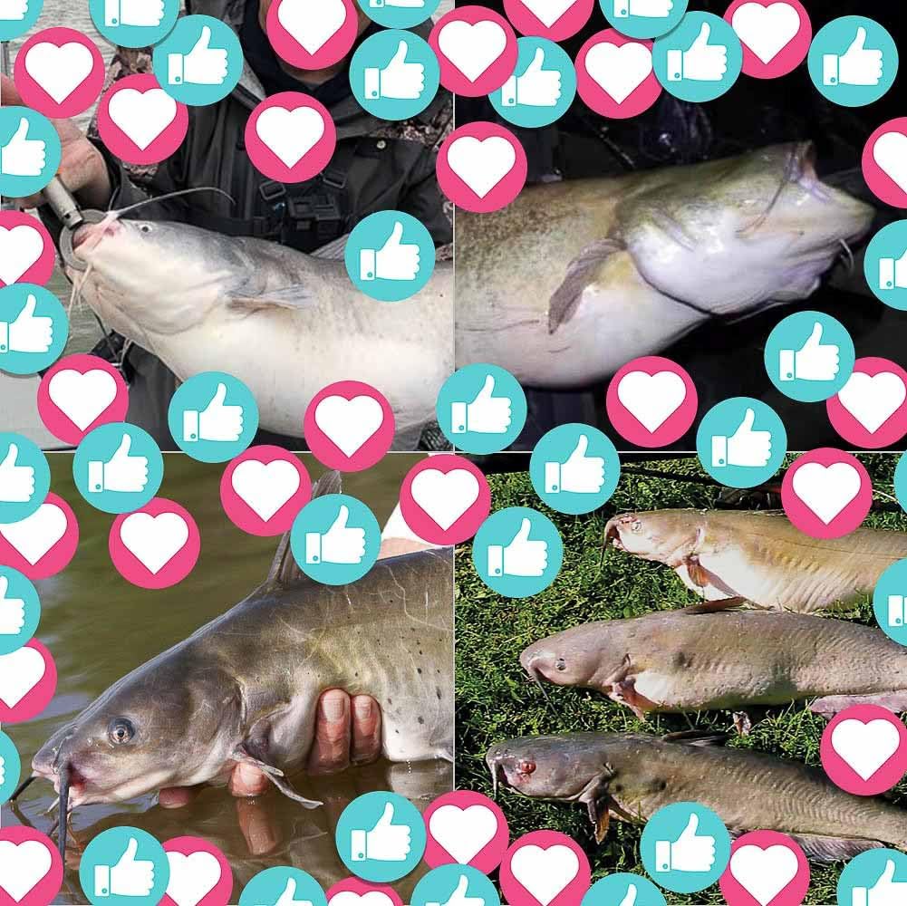 Catfish-Rig-for-Bank-Fishing-Catfishing-Tackle-Floats-with-Rattler-Santee Cooper Rig Equipment