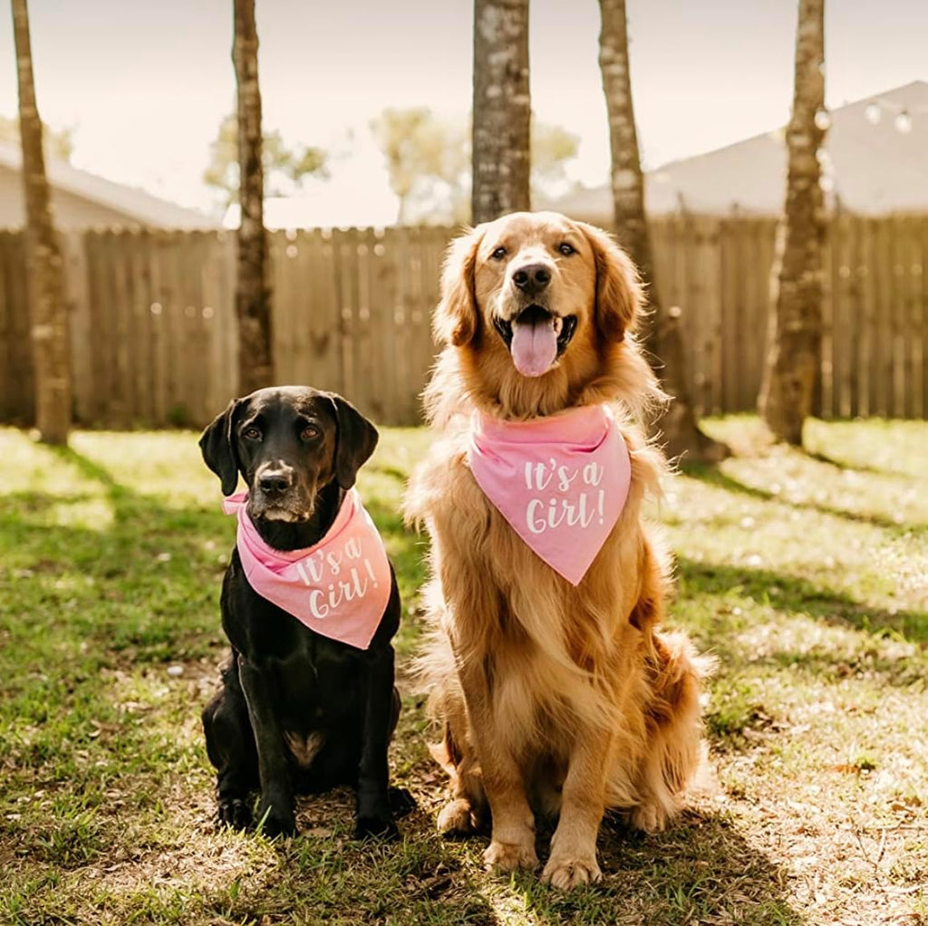 It's a Girl Dog Bandana | 100% Cotton Adjustable Triangle | Made in USA | Gender Reveal | Baby Announcement | Boy or Girl |Baby Pink, One Size (57)