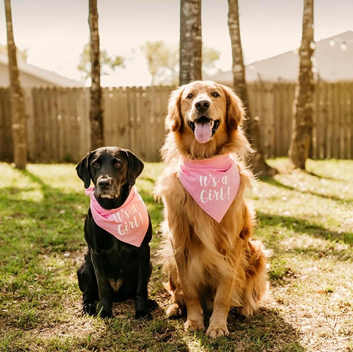 It's a Girl Dog Bandana | 100% Cotton Adjustable Triangle | Made in USA | Gender Reveal | Baby Announcement | Boy or Girl |Baby Pink, One Size (57)