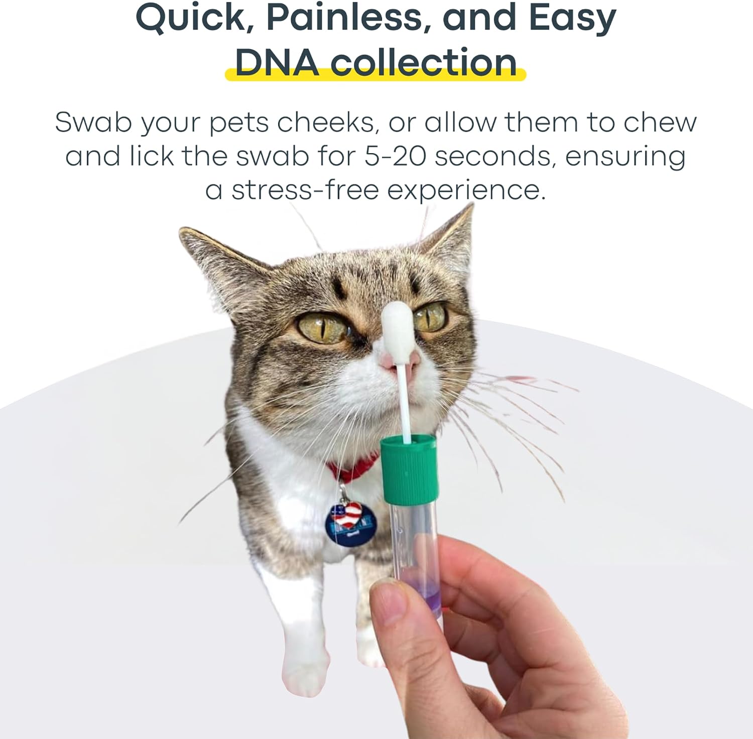 Basepaws Cat DNA Test Kit, Breed, Health & Dental Insights (Pack of 2)