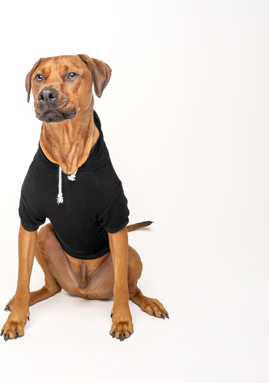 Pink Or Blue? We Love You Dog Hoodie | Fleece Lined |Leash Hole| Gender Reveal | Baby Announcement | Pregnancy Reveal | Boy or Girl|Black, Small 824