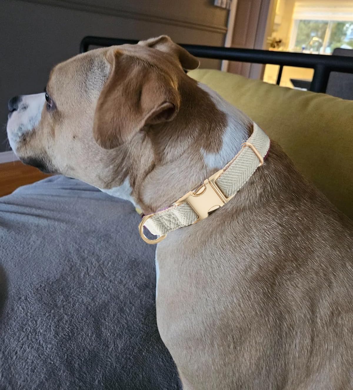 Soft Dog Collar and Leash Set Adjustable Woven Tweed Dog Collars with Metal Buckle and Lead for Small Medium Large Dogs,Grey