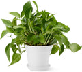 Amazon Basics Plant Pot with Saucer, Flower Pot with Drainage Holes, Lightweight PP, 8 Inch, 1-Pack