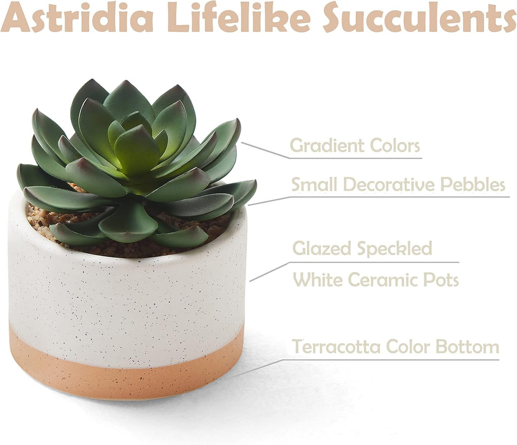 Artificial Succulent Plants in Ceramic Pots Set of 3