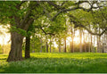 Leowefowa 5x3ft Spring Backdrop Rural Forest Trees Backdrops for Photography Blooming Flowers Green Grassland Nature Vinyl Photo Background Kids Adults Outdoor Travel Portraits Studio Props