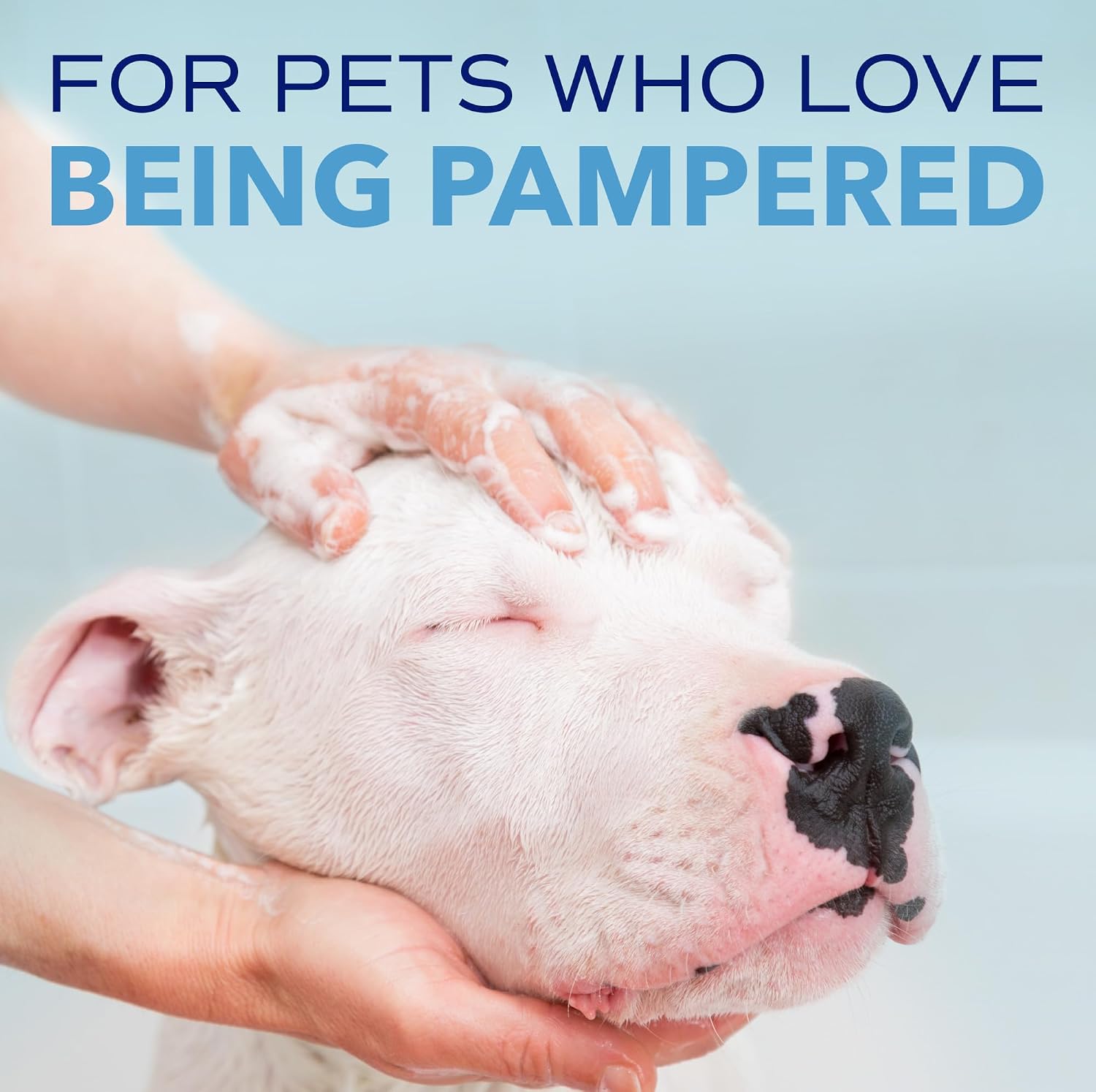 TropiClean SPA Tear Stain Remover for Dogs, Blueberry Facial Shampoo, 8oz