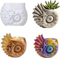 Conch Starfish Resin Mold, Silicone Mold for Epoxy, Plaster and Concrete