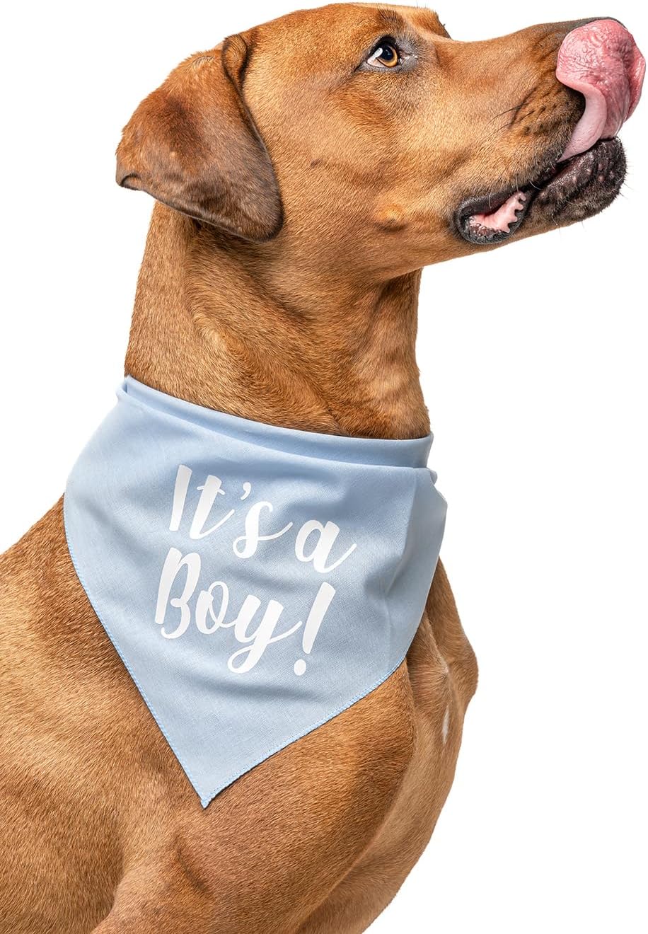 It's A Boy & It's A Girl Dog Bandana Set | Gender Reveal | Baby Announcement Photoshoot Prop | Baby Pink & Baby Blue | Pack of 2 | One Size (57) GB