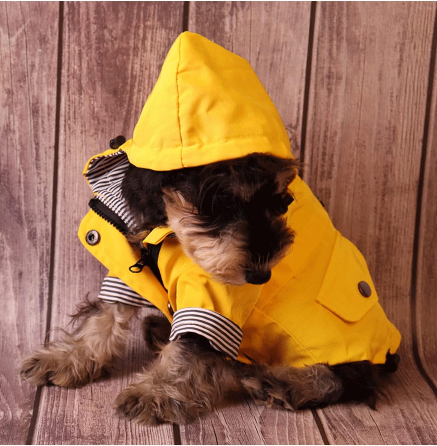 Skateboard Frog Dog Raincoat Jacket Zip up Yellow Hoodie Water Resistant