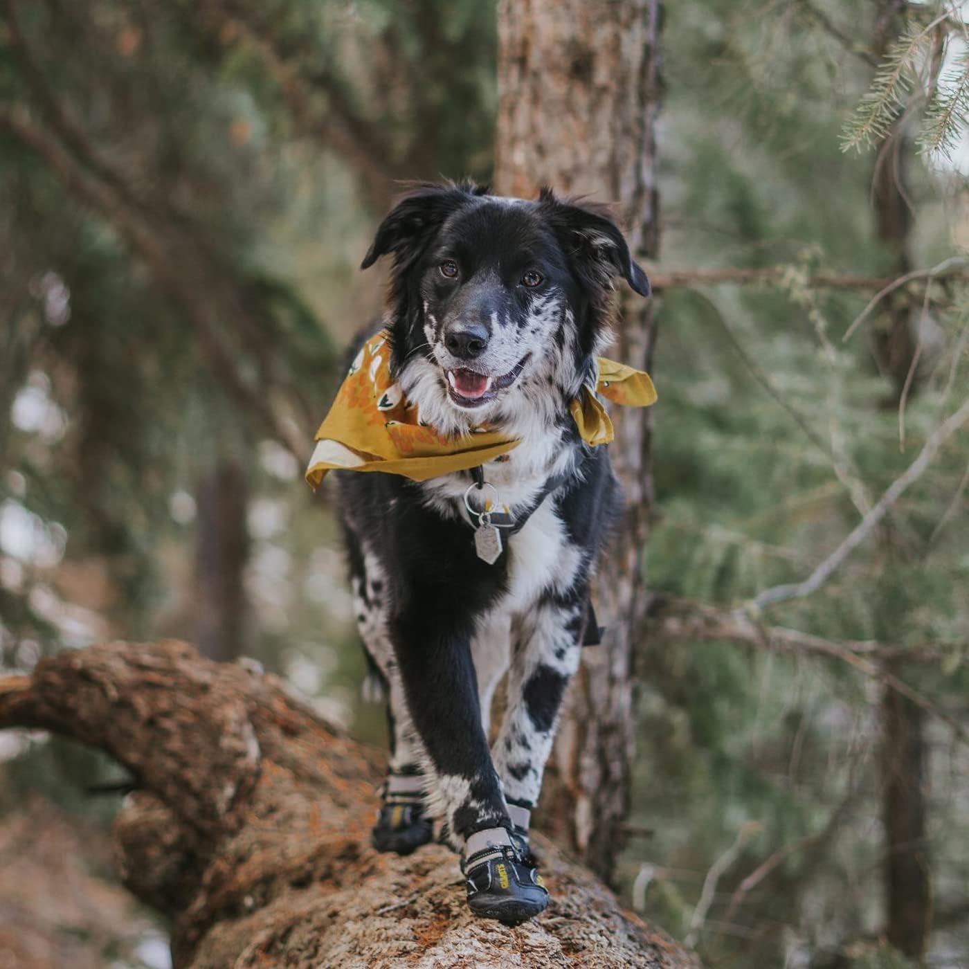 QUMY Dog Shoes for Hot Pavement, Dog Snow Boots & Paw Protectors for Winter