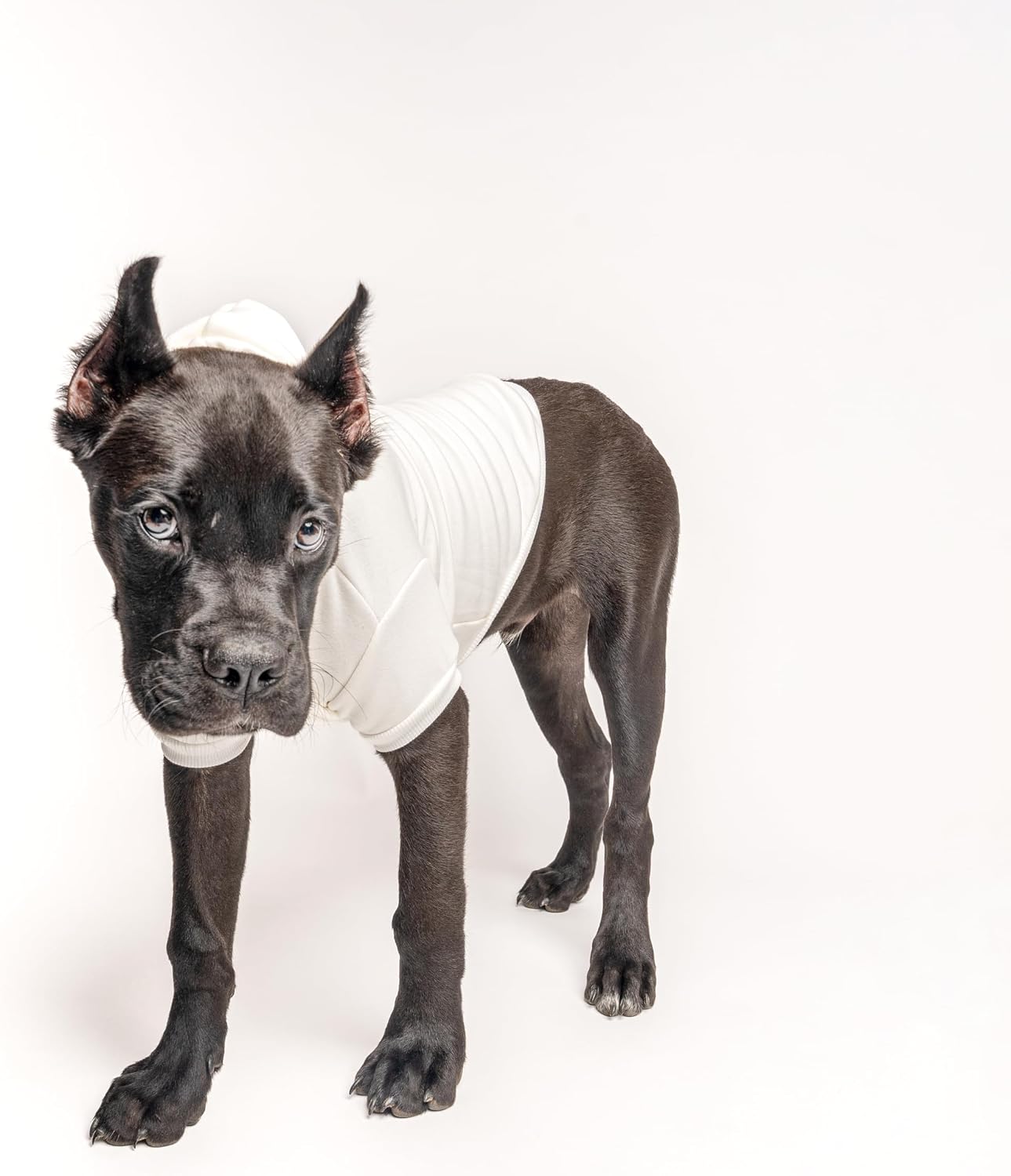 Pink Or Blue? We Love You Dog Hoodie | Fleece Lined |Leash Hole| Gender Reveal | Baby Announcement | Pregnancy Reveal | Boy or Girl|Cream, Small 824