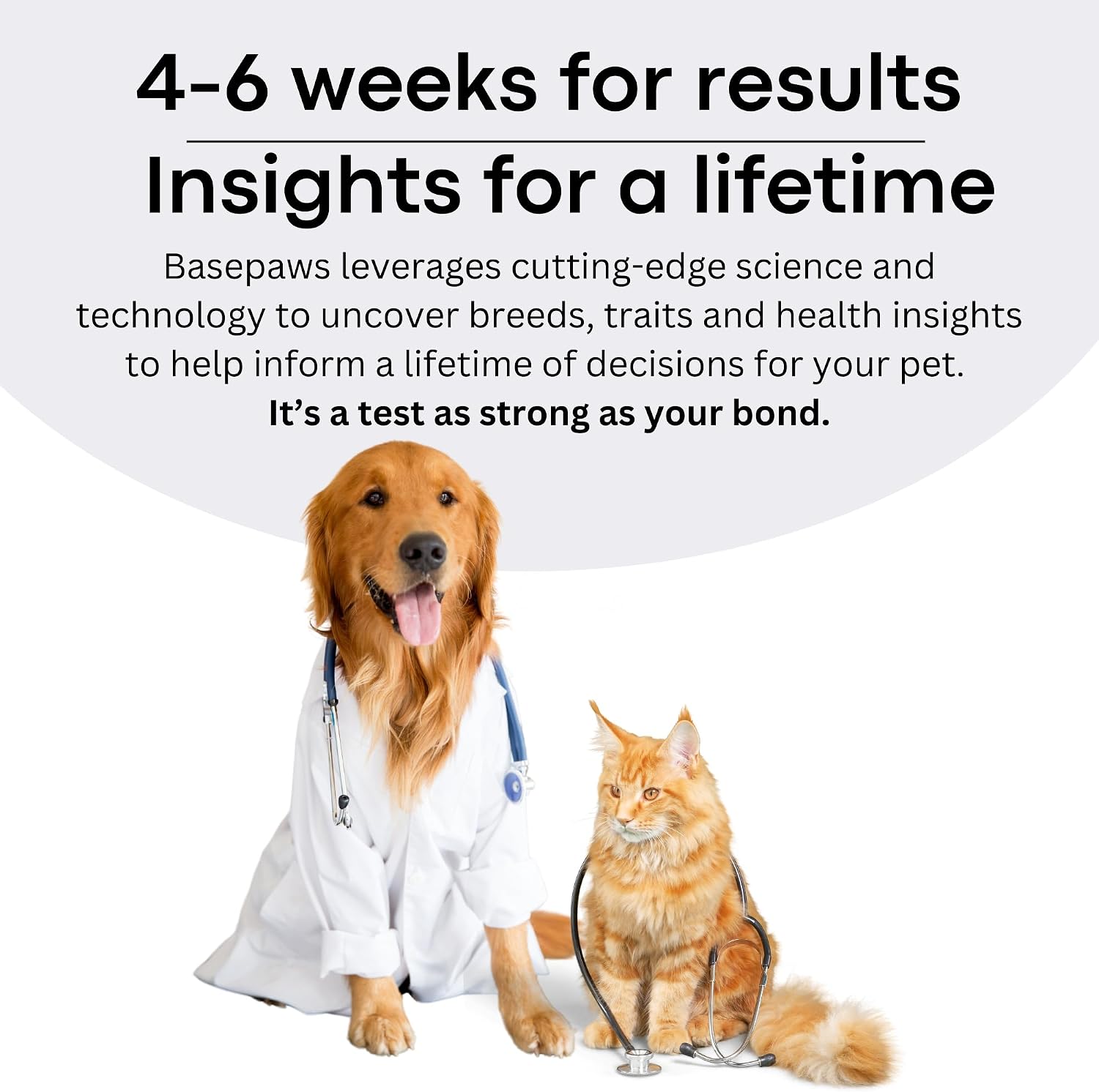 Basepaws Cat DNA Test Kit, Breed, Health & Dental Insights (Pack of 2)