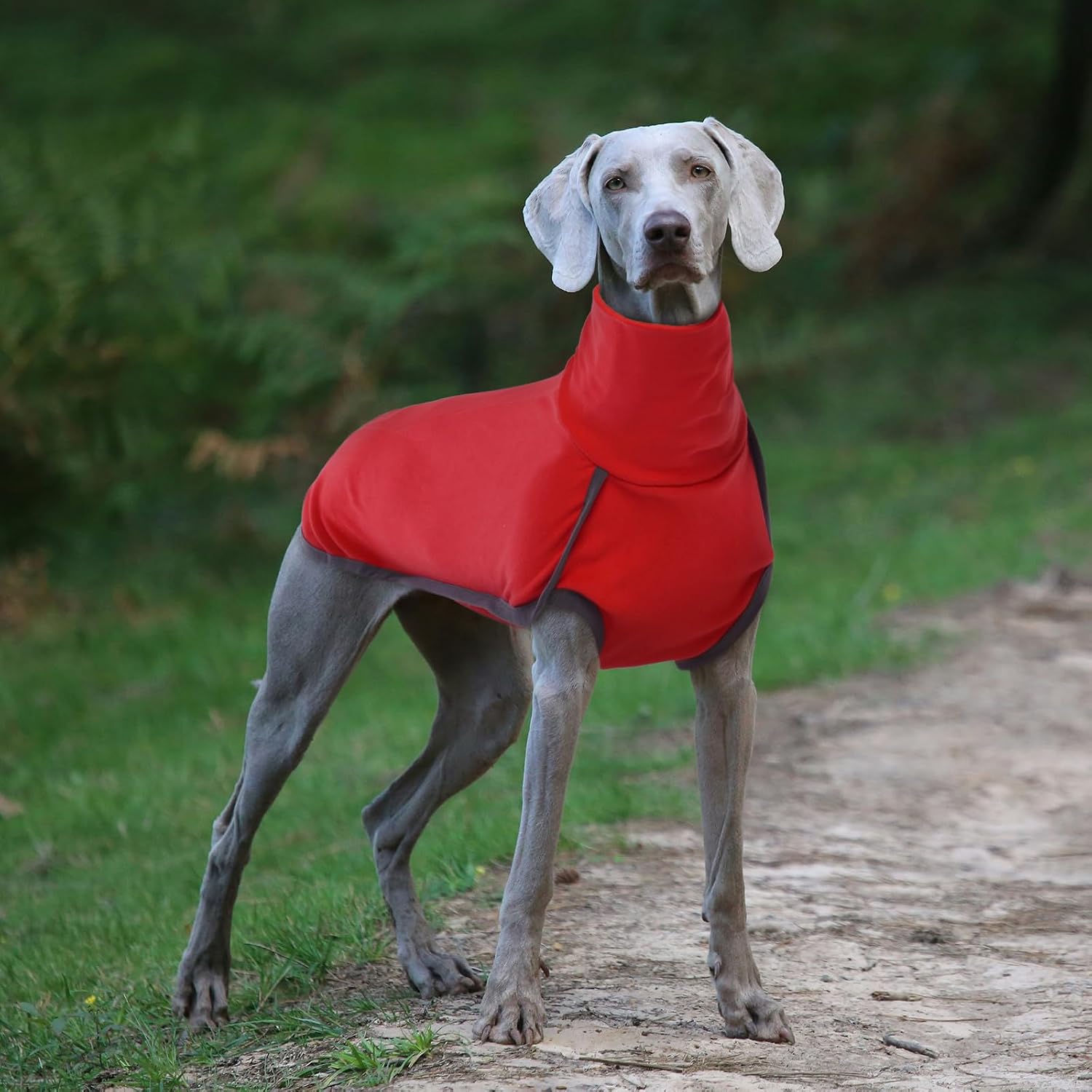 ROZKITCH Dog Sweater S, Warm Turtleneck Shirt for Medium Dogs
