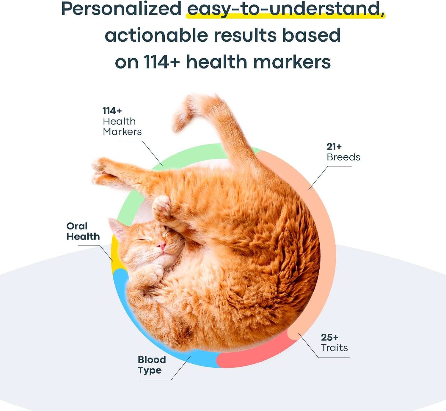 Basepaws Cat DNA Test Kit, Breed, Health & Dental Insights (Pack of 2)