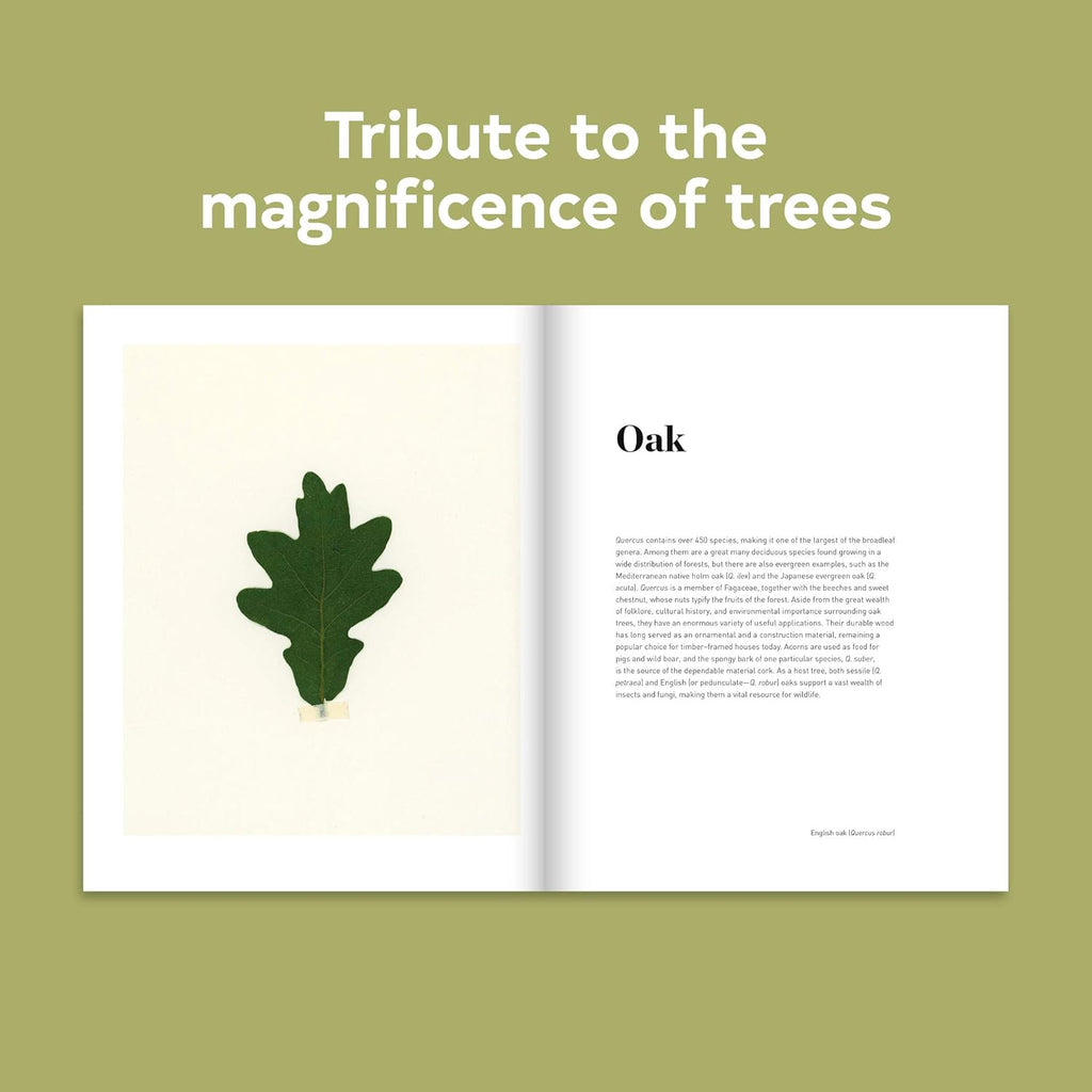 Forest: (Tree Photography Book, Nature and World Photo Book)