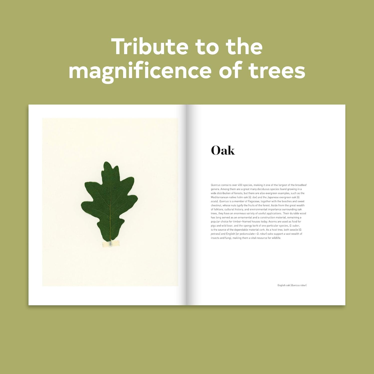 Forest: (Tree Photography Book, Nature and World Photo Book)