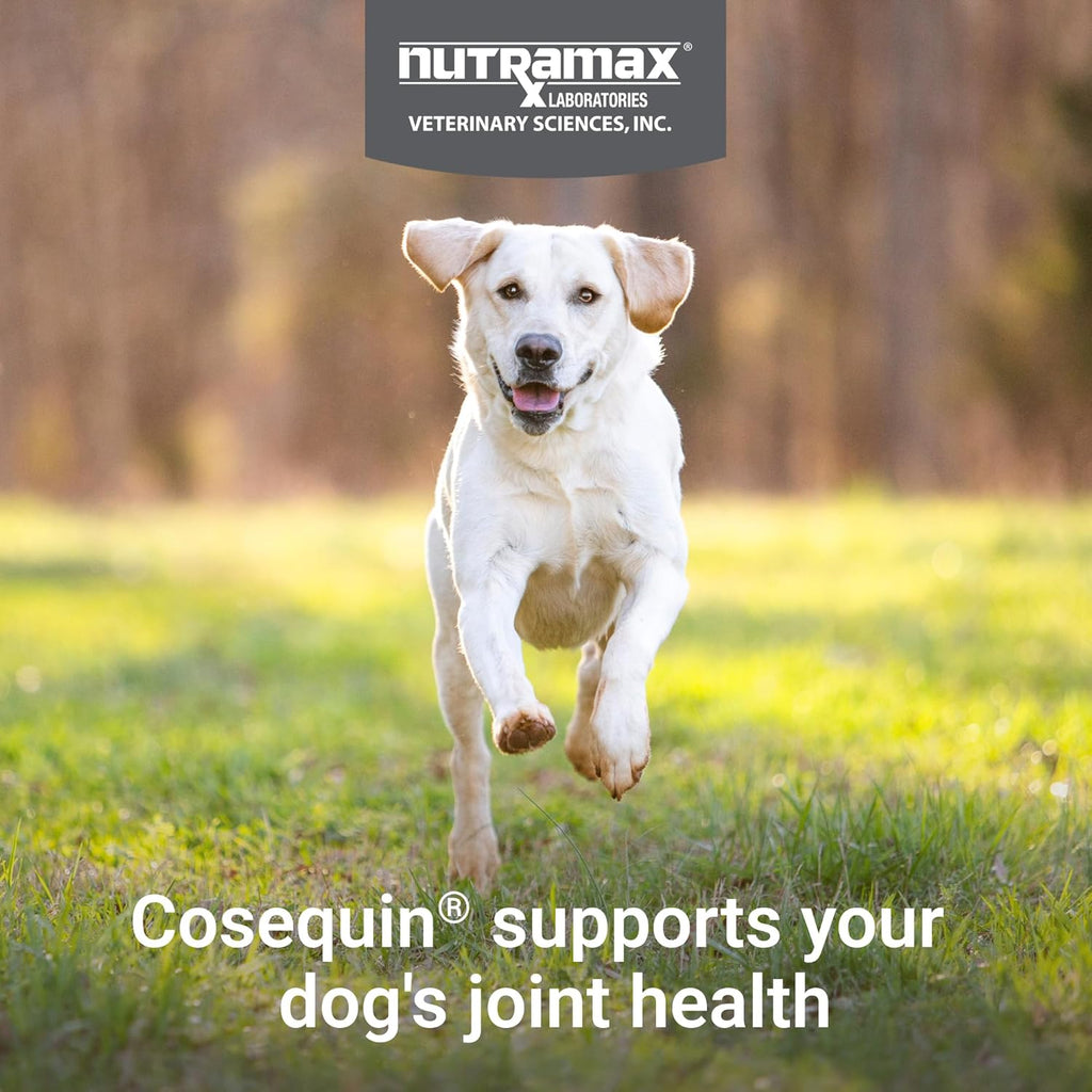 Nutramax Cosequin Joint Supplement for Dogs, Skin & Coat, Soft Chews,120ct