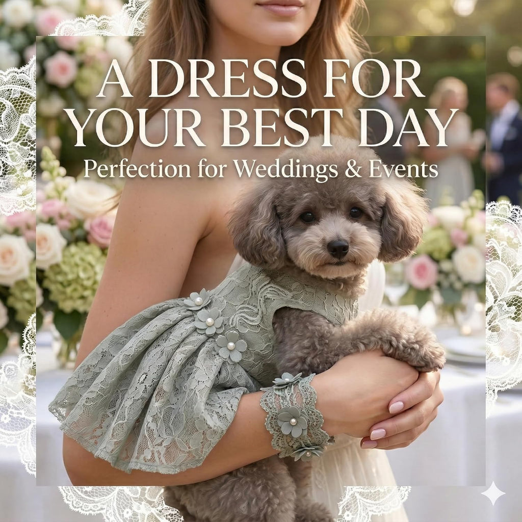 Fancy Cute Small Dog Dress for Girl - Elegant Lace Pet Dress with Floral Accents Puppy Apparel (Gray, M)