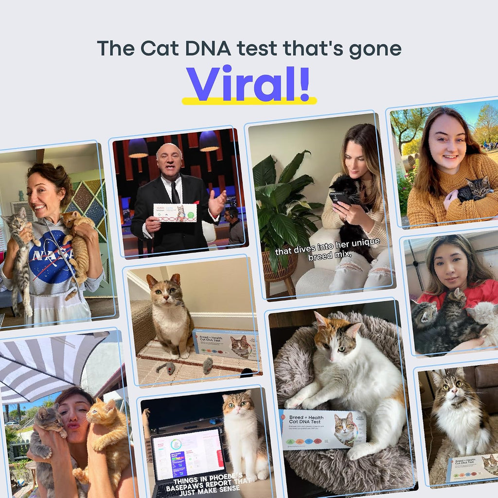 Basepaws Cat DNA Test Kit, Breed, Health & Dental Insights (Pack of 2)