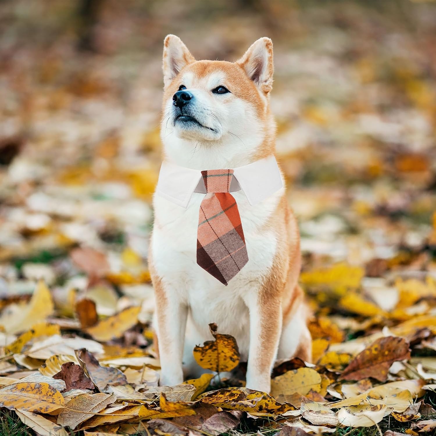 ADOGGYGO Fall Dog Necktie, Orange Plaid Thanksgiving Dog Tie Collar, Small