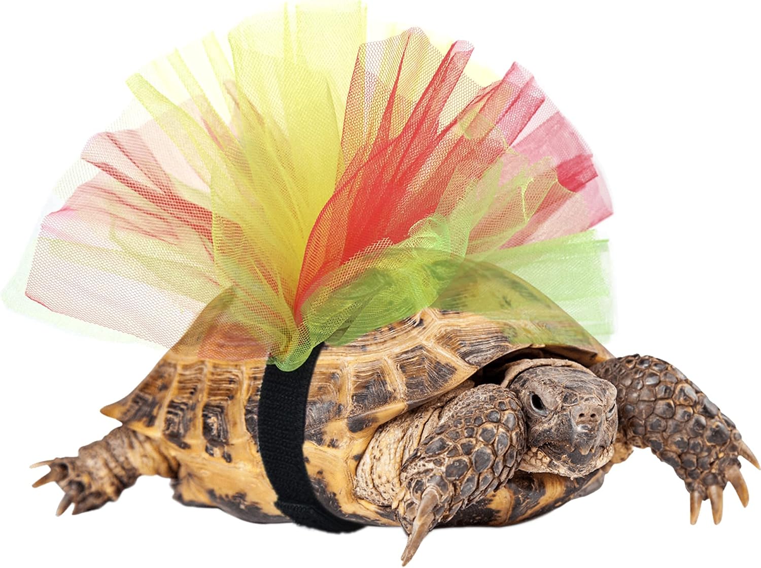 Tortoise Tutu Costume for Pet Tortoise Turtle Decoration Creative Gift