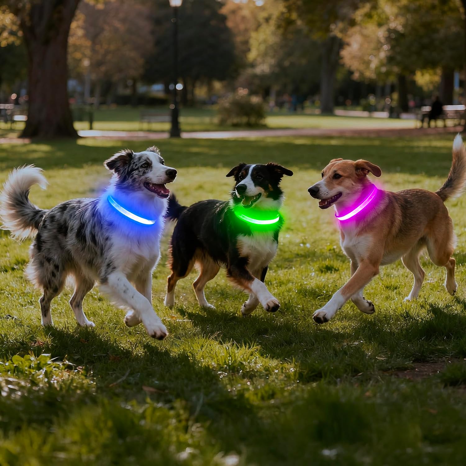 Vizpet LED Dog Collar, Light Up Dog Collar Adjustable USB Rechargeable Super Bright Safety Light Glowing Collars for Dogs(X-Large,Green)