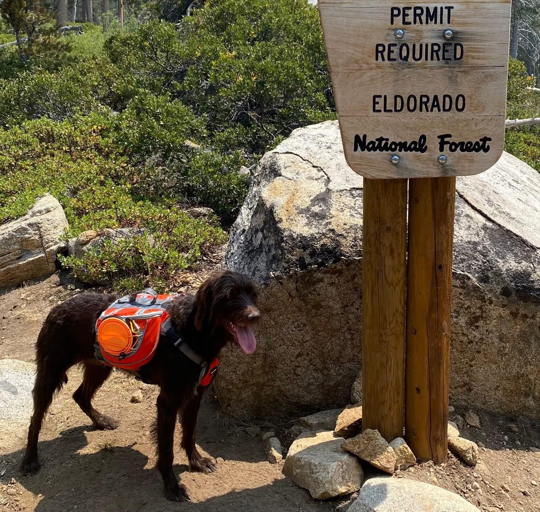 Saddlebag Back Pack & Harness Combo for Dogs 30-100+ lbs. Perfect for Travel, Trail Hiking, & Camping. Reflective, Lightweight, & Comfortable. Comes with Two Collapsible Bowls (Large, Orange)