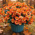 FULLMUSIC Autumn Artificial Flowers for Outdoor (6, Orange)