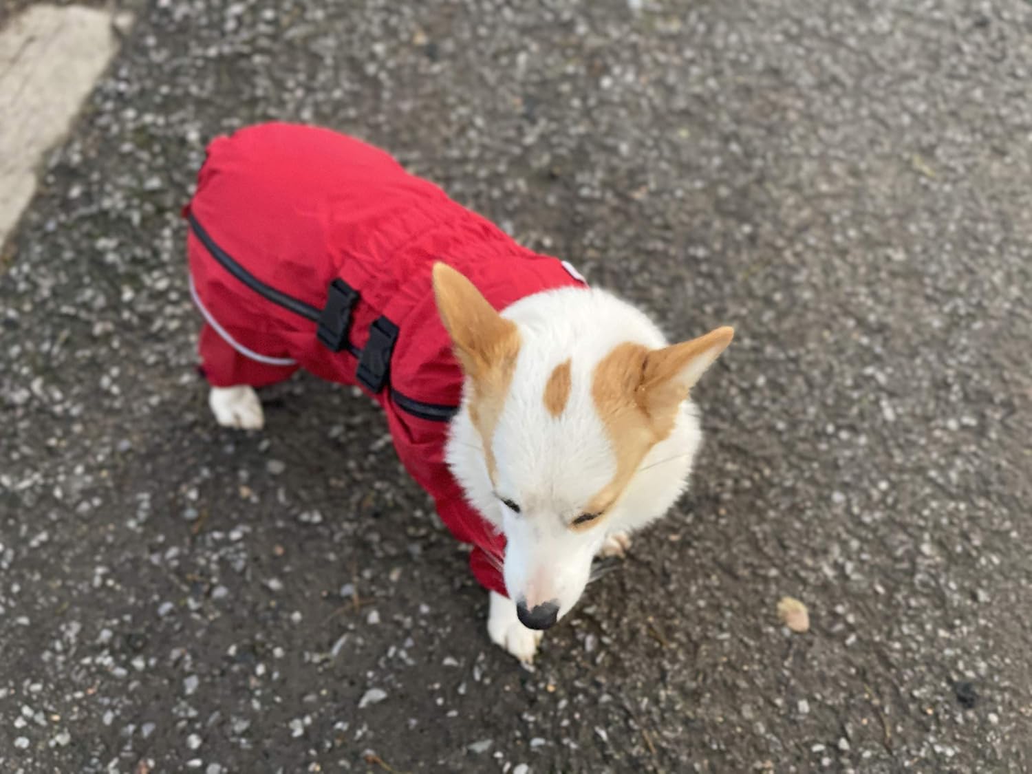 Lovelonglong Waterproof Dog Raincoat – 4-Leg Full Body Dog Rain Suit with Reflective Strips & Leash Opening, Outdoor Dog Jacket for Rainy Weather