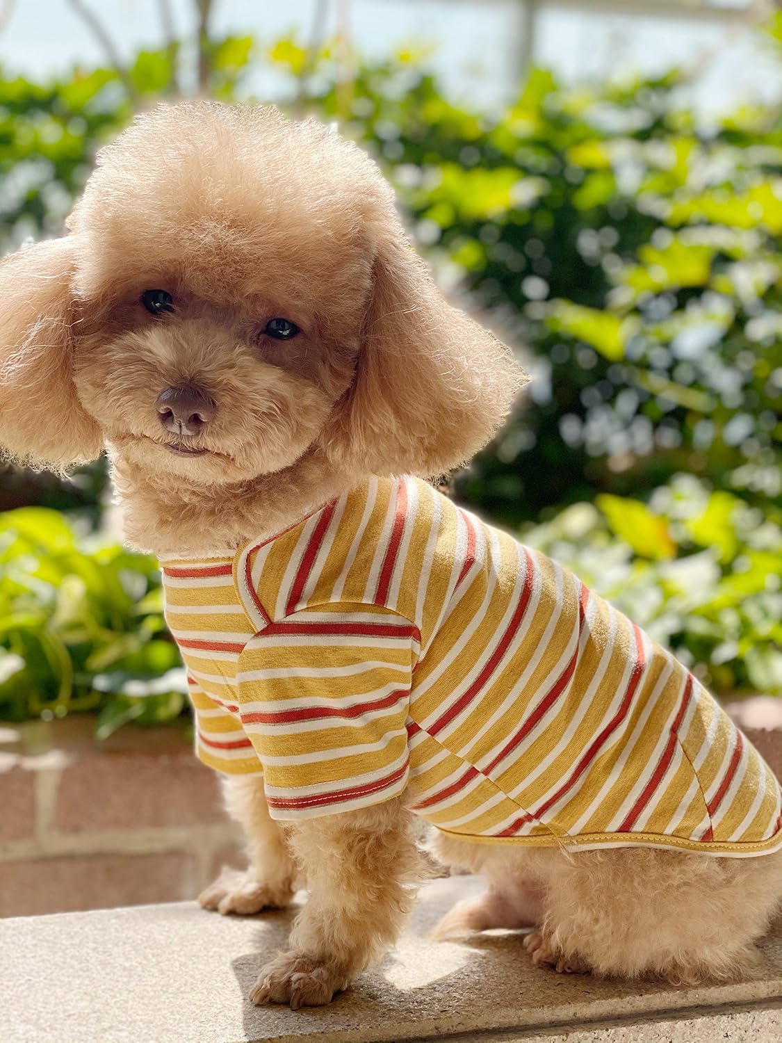 Dog Shirts Cotton Striped T-Shirt, Summer Pet Clothes for Small Dogs, 2-Pack Soft Puppy Apparel Cat Tee, Breathable Stretchy, Blue Yellow M