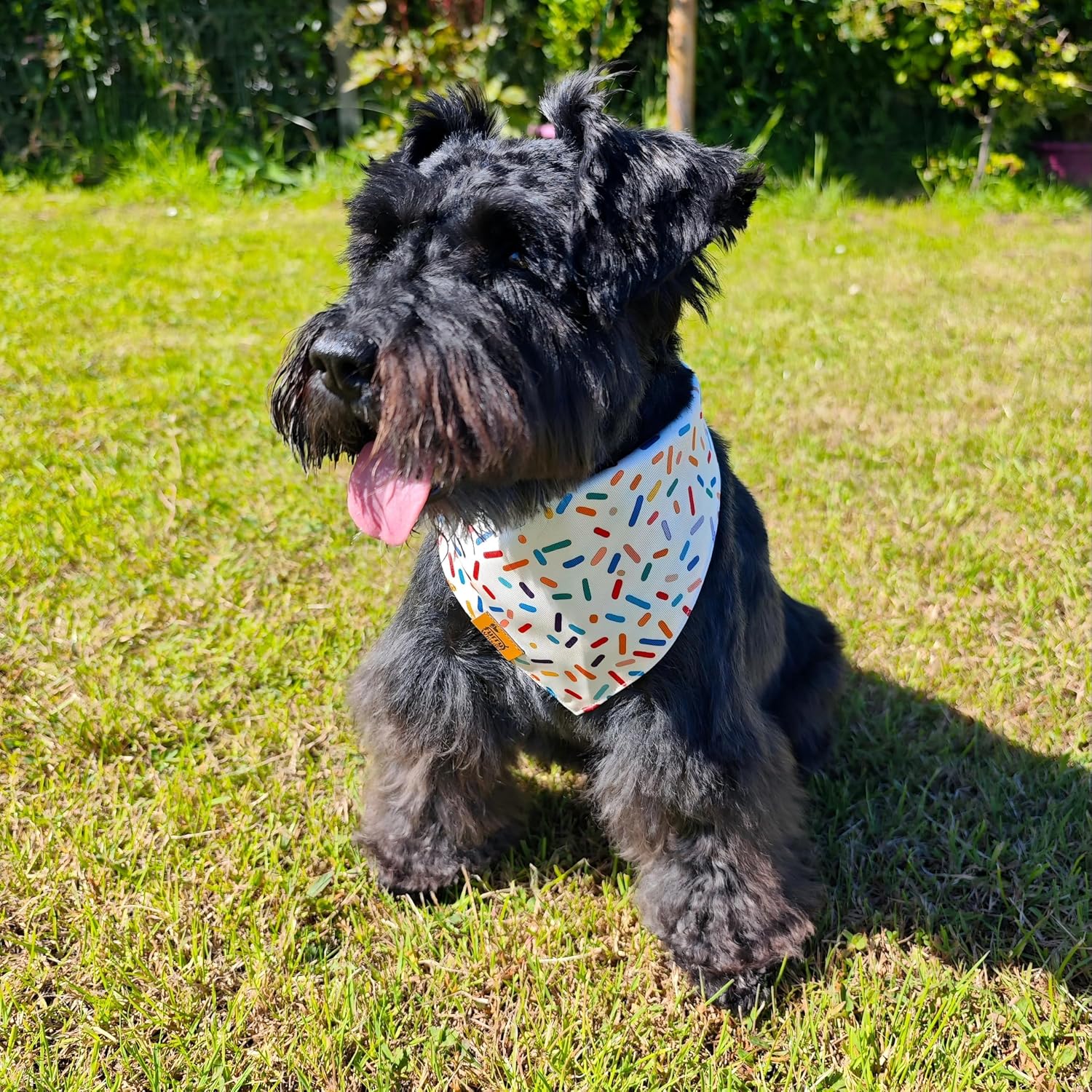 Dog Birthday Bandana, Reversible Soft Breathable Adjustable Pet Scarf for Medium & Large Dogs, Party Photo Outfit for Boy or Girl, Sprinkle and Stripe, Medium Fits Up to 18"
