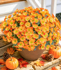 Daisy Artificial Flowers for Outdoors Autumn Fall Decor, 6 Bundles Fake Mums Orange Silk Flowers for Outside Look Real UV Resistant Fake Plants Faux Flowers for Planter Front Door Home Indoor Porch