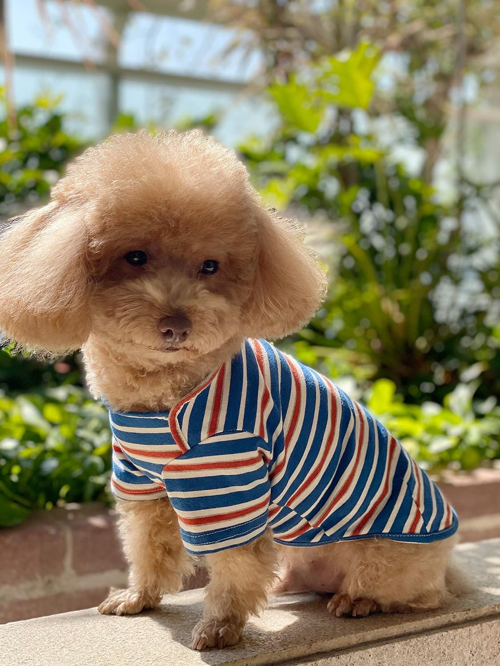 Dog Shirts Cotton Striped T-Shirt, Summer Pet Clothes for Small Dogs, 2-Pack Soft Puppy Apparel Cat Tee, Breathable Stretchy, Blue Yellow M