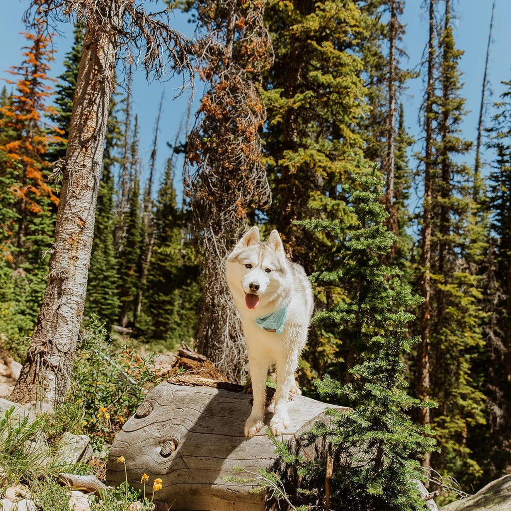Wilderdog Dog Bandana with Lightweight Quick Drying Poly-Blend Mesh Material in Agave