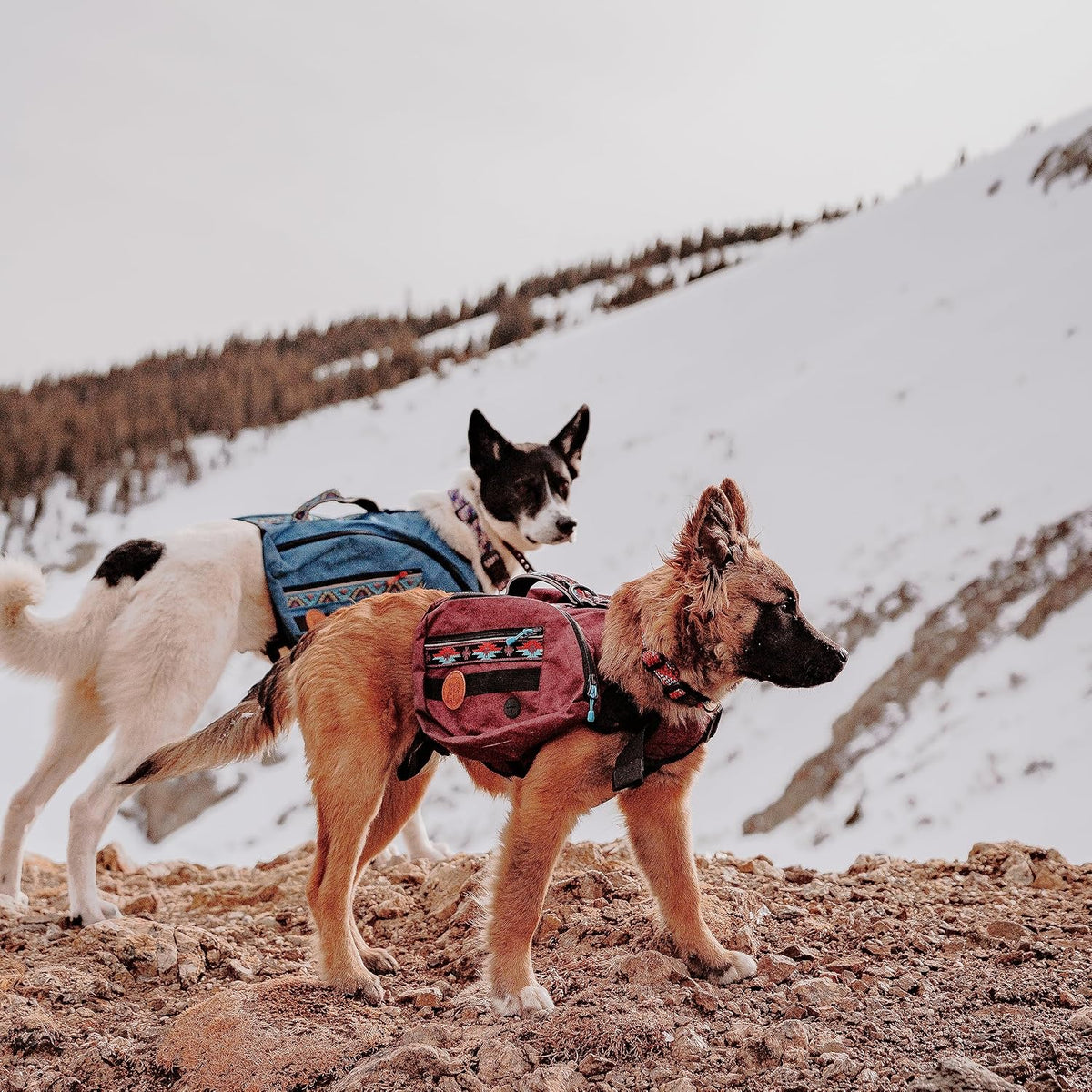 Widlerdog Dog Backpack with Built in Harness and Back-Mounted D-Ring Leash Attachment, Handle, Two Saddlebags with 4 Total Pockets, Built in Poop Bag Dispenser (Huckleberry, Medium)